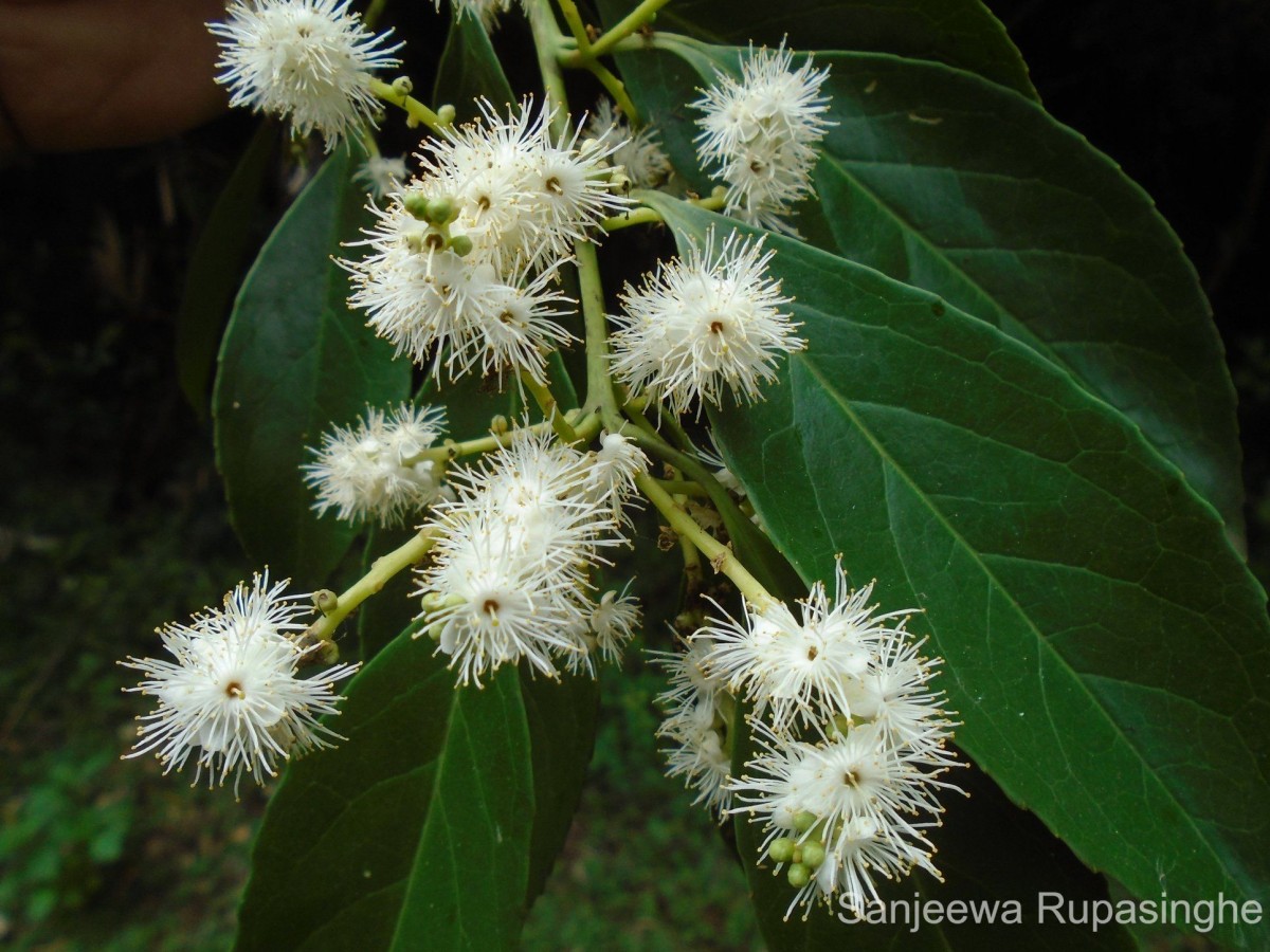 Symplocos acuminata (Blume) Miq.